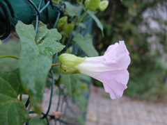Calystegia × pulchra
