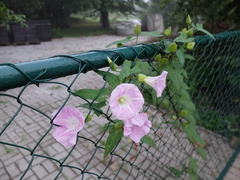 Calystegia × pulchra