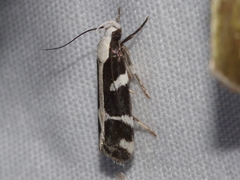 Epilechia catalinella