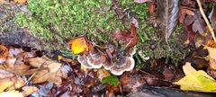 Auricularia mesenterica