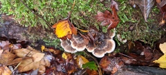 Auricularia mesenterica