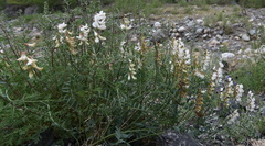 Vicia costata