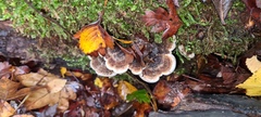 Auricularia mesenterica