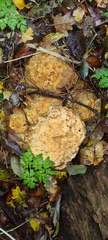Pseudoboletus