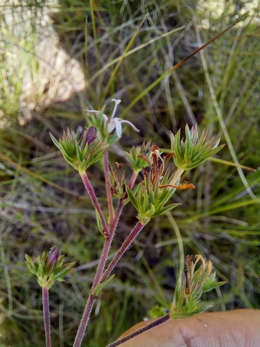 Image of Wahlenbergia rubens by (c) kevin koen, some rights reserved (CC BY-SA)