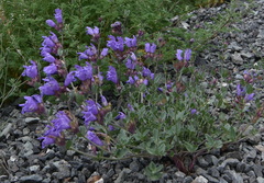 Dracocephalum peregrinum