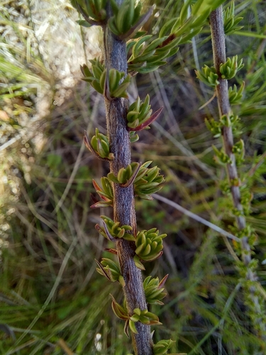 Image of Wahlenbergia rubens by (c) kevin koen, some rights reserved (CC BY-SA)