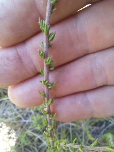 Image of Wahlenbergia rubens by (c) kevin koen, some rights reserved (CC BY-SA)