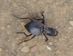 Manticora tuberculata