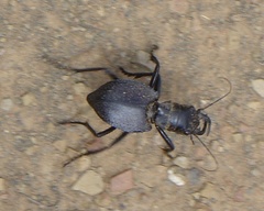Manticora tuberculata