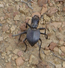 Manticora tuberculata