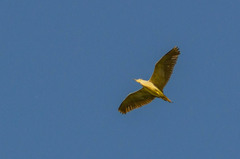 Nycticorax nycticorax