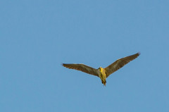 Nycticorax nycticorax