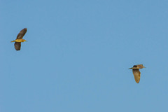 Nycticorax nycticorax