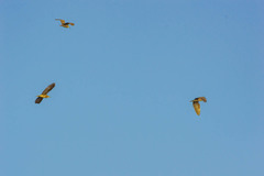 Nycticorax nycticorax