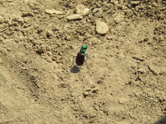 Cicindela splendida