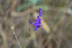 Delphinium consolida paniculatum
