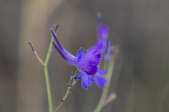 Delphinium consolida paniculatum