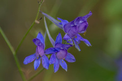 Delphinium consolida paniculatum