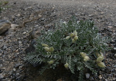Oxytropis tragacanthoides