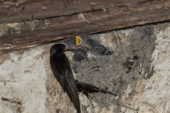 Hirundo rustica
