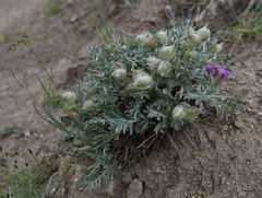 Oxytropis tragacanthoides