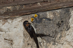 Hirundo rustica
