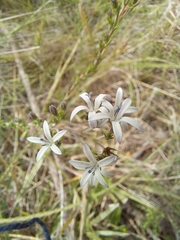 Wahlenbergia unidentata