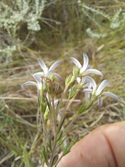 Wahlenbergia unidentata