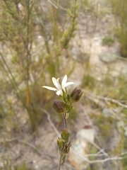 Wahlenbergia unidentata