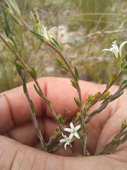 Wahlenbergia unidentata
