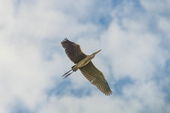 Ardea purpurea