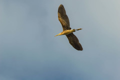 Ardea purpurea