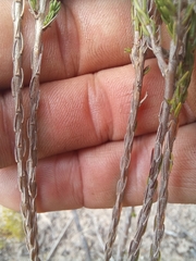 Wahlenbergia unidentata