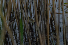 Acrocephalus schoenobaenus