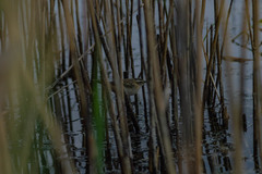 Acrocephalus schoenobaenus