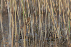 Acrocephalus scirpaceus