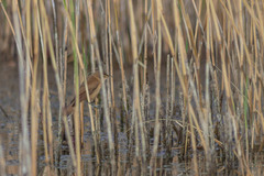 Acrocephalus scirpaceus