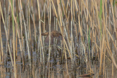 Acrocephalus scirpaceus