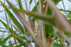 Acrocephalus schoenobaenus