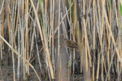 Acrocephalus schoenobaenus