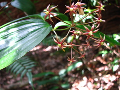 Kuntheria pedunculata