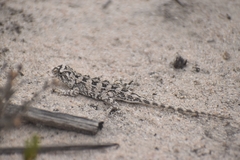 Tympanocryptis petersi