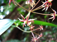 Kuntheria pedunculata