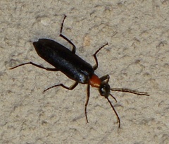 Lydomorphus