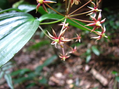 Kuntheria pedunculata