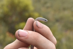 Delma australis