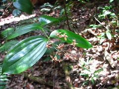 Kuntheria pedunculata