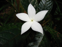 Atractocarpus hirtus