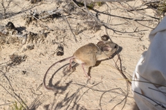 Notomys mitchellii